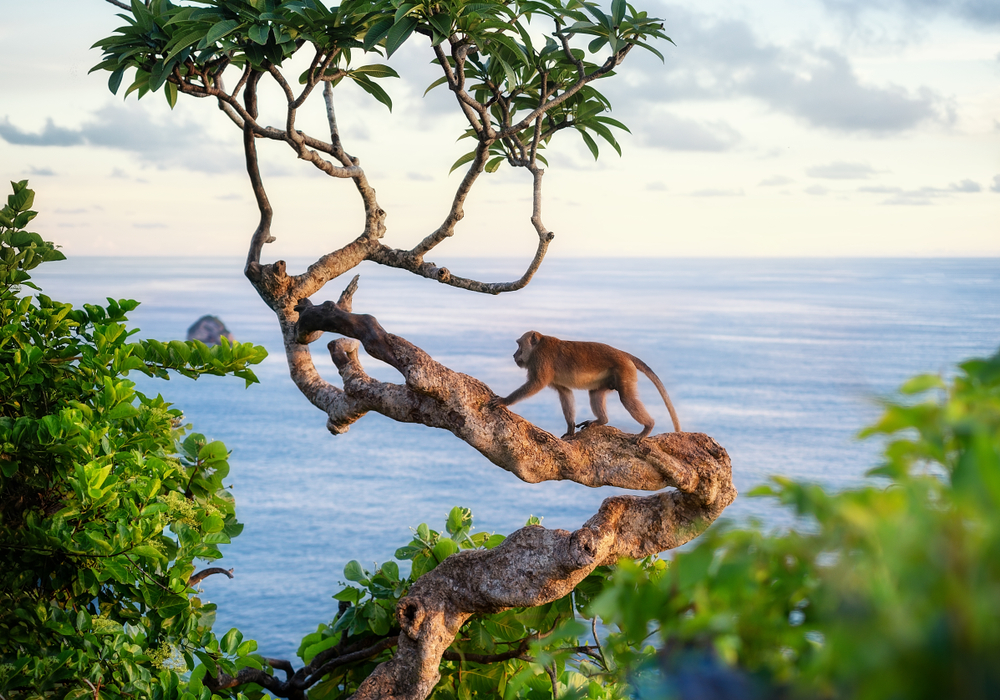 Bali to Penida